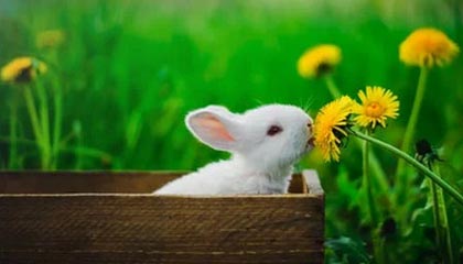 开云网址入口-足球电子竞技联赛启动线上选拔通道，足协举办电竞足球队选拔